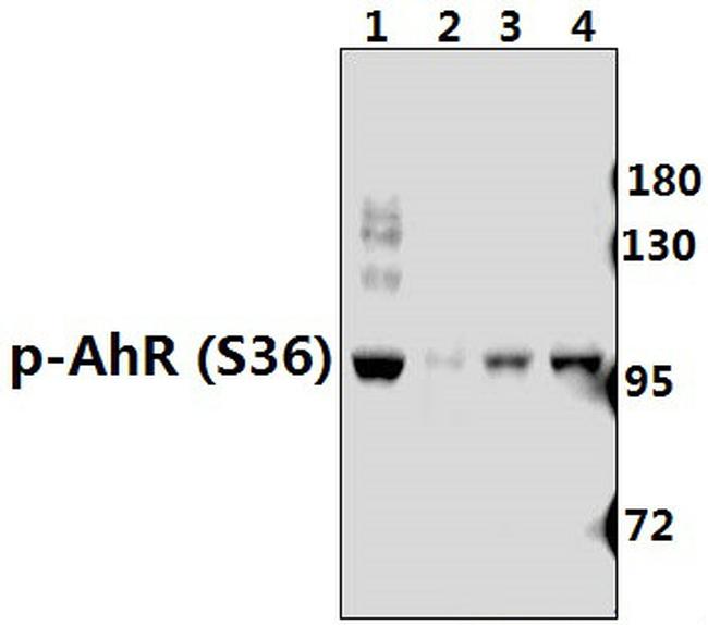 Phospho-AHR (Ser36) Antibody in Western Blot (WB)