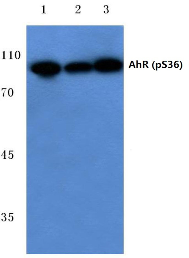 Phospho-AHR (Ser36) Antibody in Western Blot (WB)