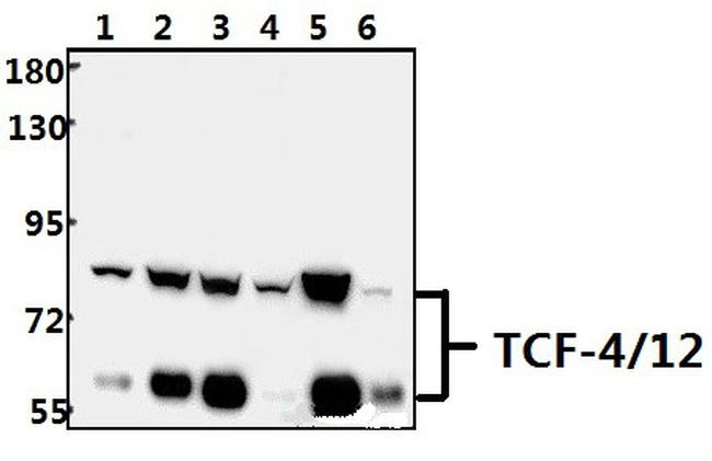 TCF4/TCF12 Antibody in Western Blot (WB)