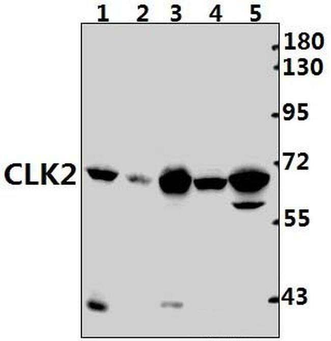 CLK2 Antibody in Western Blot (WB)