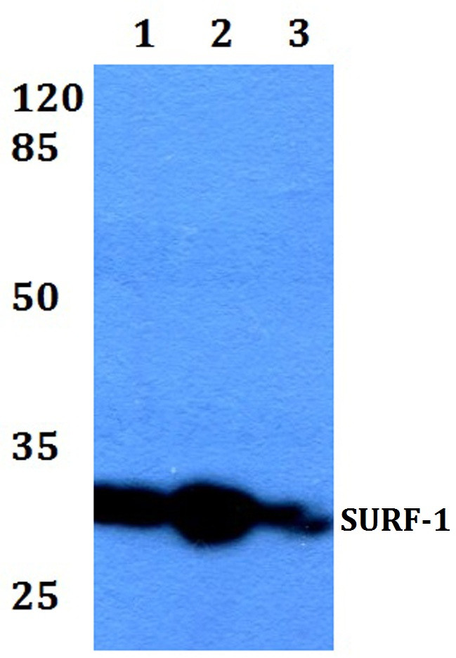 SURF1 Antibody in Western Blot (WB)