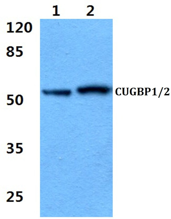CUG-BP Antibody in Western Blot (WB)