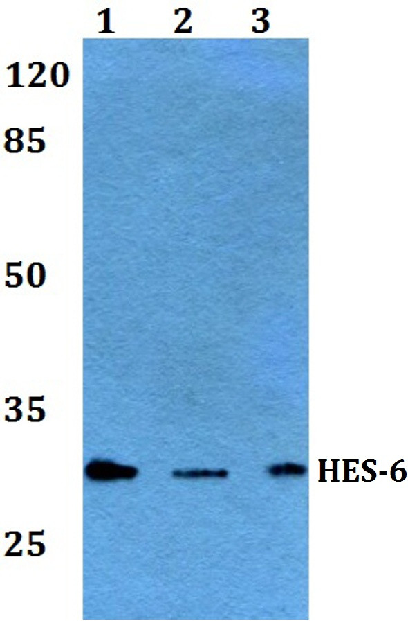 HES6 Antibody in Western Blot (WB)