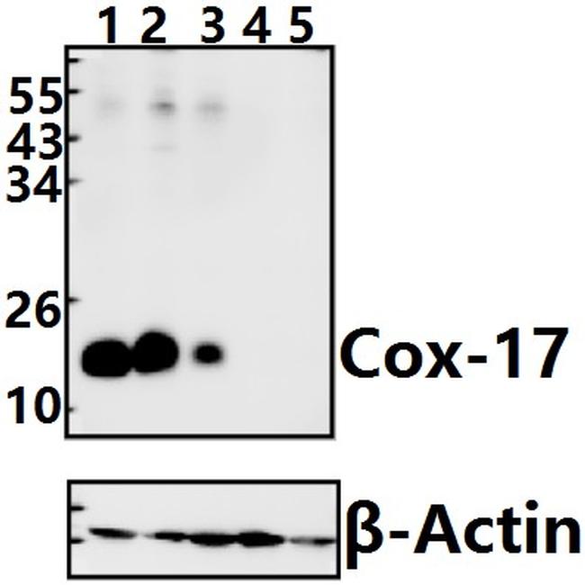 COX17 Antibody in Western Blot (WB)