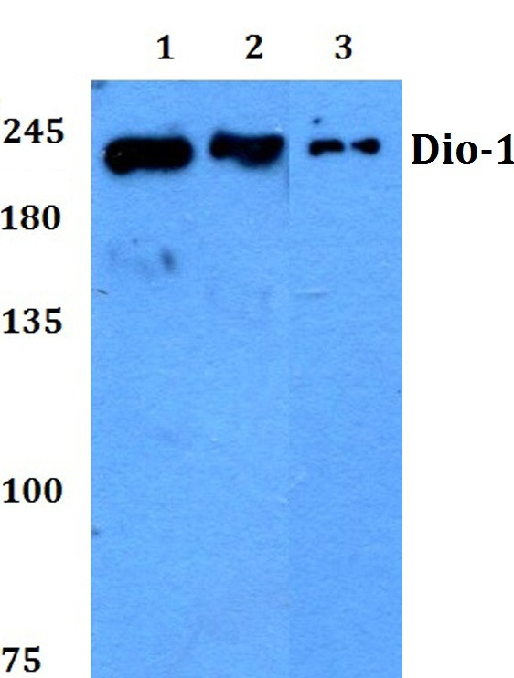 DATF1 Antibody in Western Blot (WB)