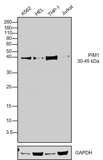 PIM1 Antibody