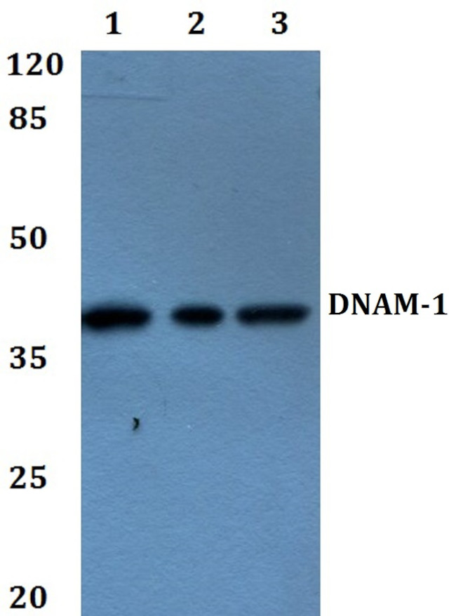 CD226 Antibody in Western Blot (WB)