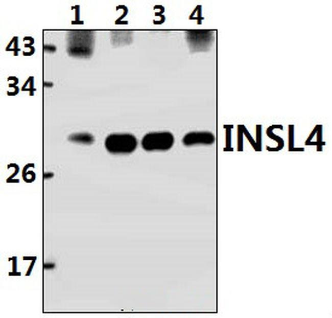 INSL4 Antibody in Western Blot (WB)