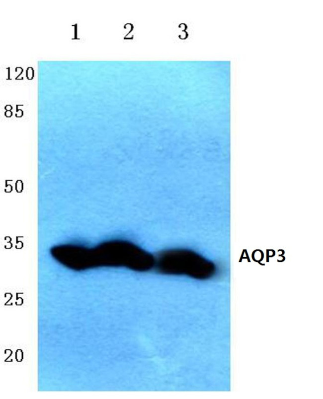Aquaporin 3 Antibody in Western Blot (WB)