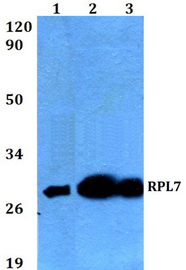RPL7 Antibody in Western Blot (WB)
