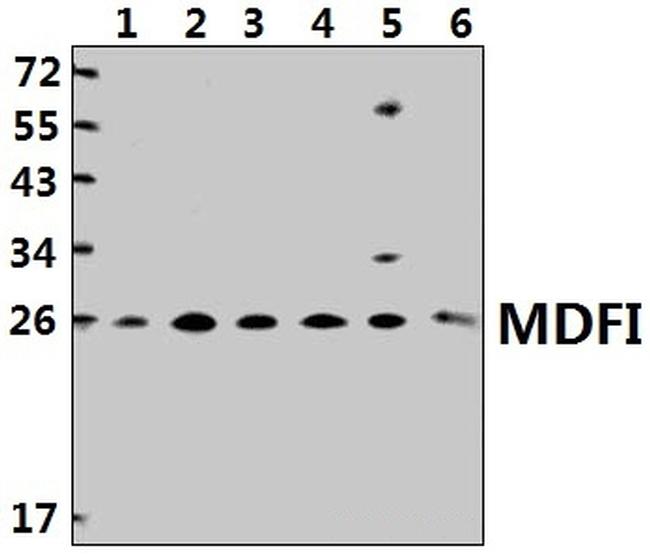MDFI Antibody in Western Blot (WB)