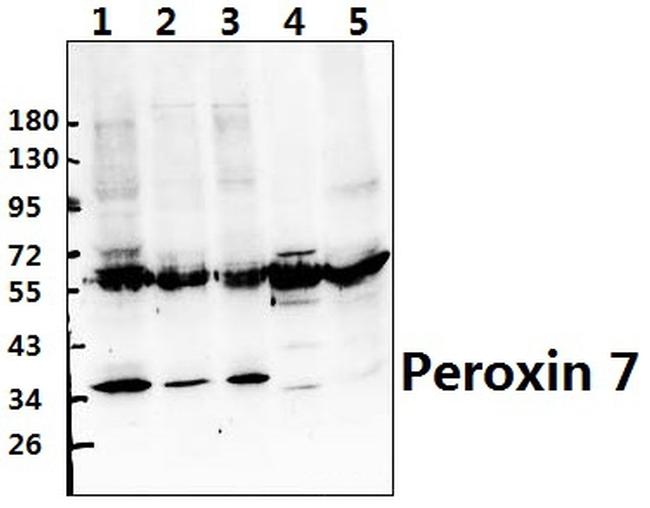 PEX7 Antibody in Western Blot (WB)