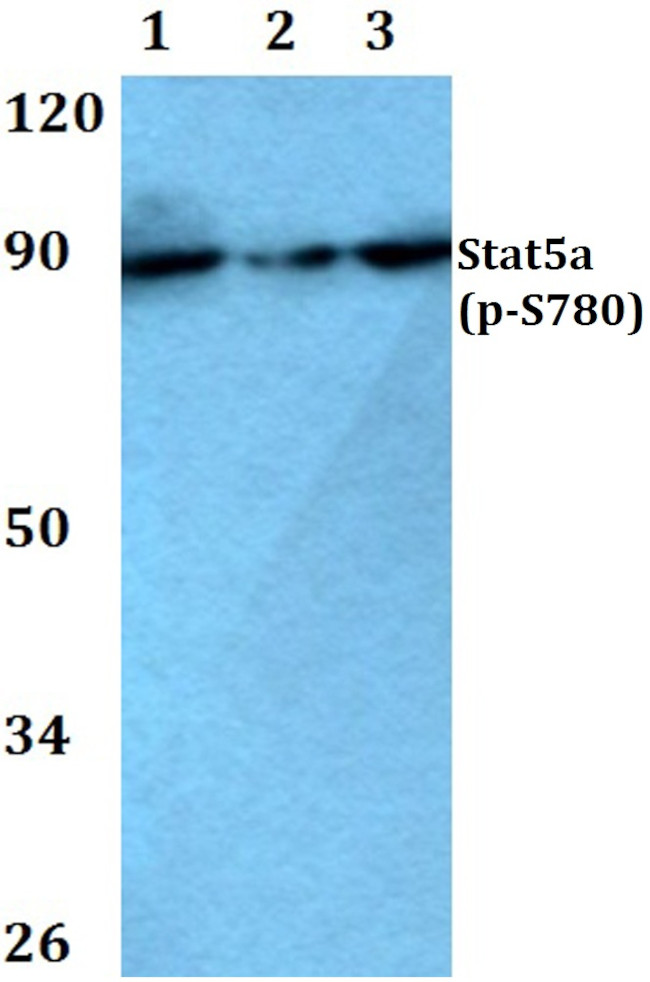 Phospho-STAT5 alpha (Ser780) Antibody in Western Blot (WB)