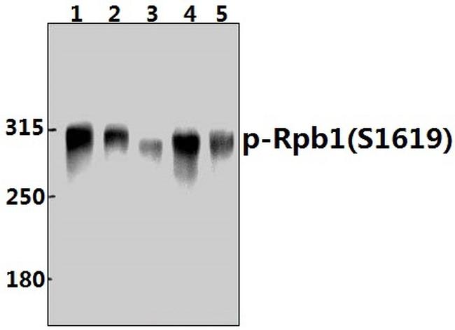 Phospho-POLR2A (Ser1619) Antibody in Western Blot (WB)