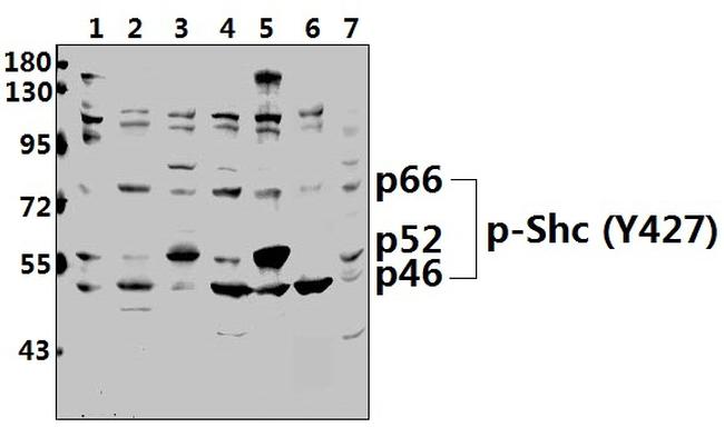 Phospho-SHC (Tyr427) Antibody in Western Blot (WB)