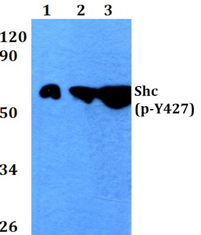 Phospho-SHC (Tyr427) Antibody in Western Blot (WB)