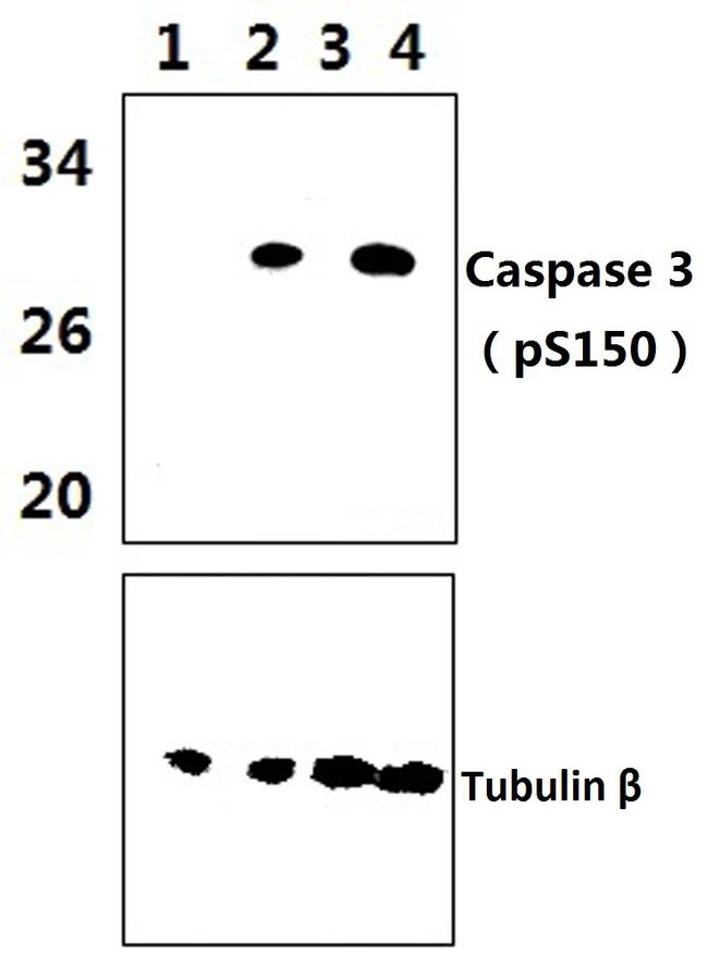 Phospho-Caspase 3 (Ser150) Antibody in Western Blot (WB)