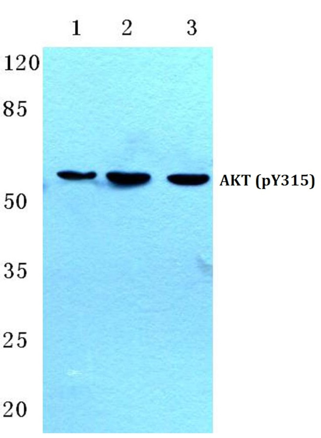 Phospho-AKT Pan (Tyr315, Tyr316, Tyr312) Antibody in Western Blot (WB)