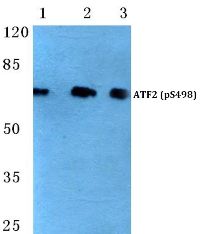 Phospho-ATF2 (Ser498) Antibody in Western Blot (WB)