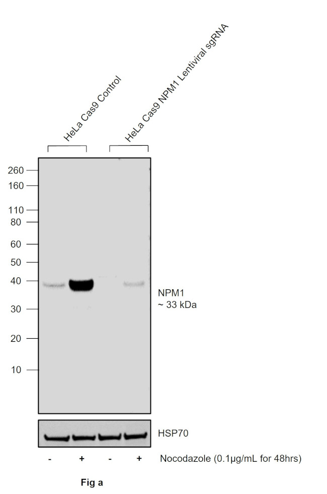 Phospho-NPM1 (Thr234) Antibody in Western Blot (WB)