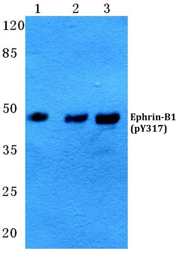 Phospho-Ephrin B1 (Tyr317) Antibody in Western Blot (WB)