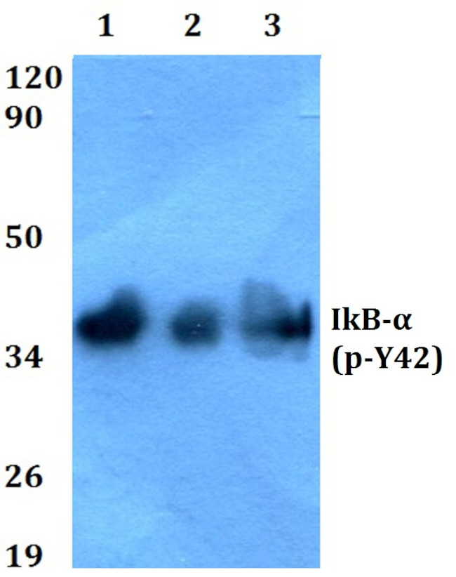 Phospho-IkB alpha (Tyr42) Antibody in Western Blot (WB)