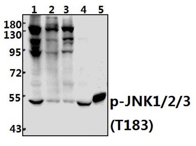 Phospho-JNK1/JNK2/JNK3 (Thr183) Antibody in Western Blot (WB)