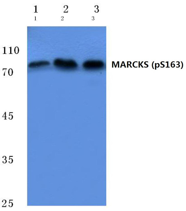 Phospho-MARCKS (Ser163) Antibody in Western Blot (WB)