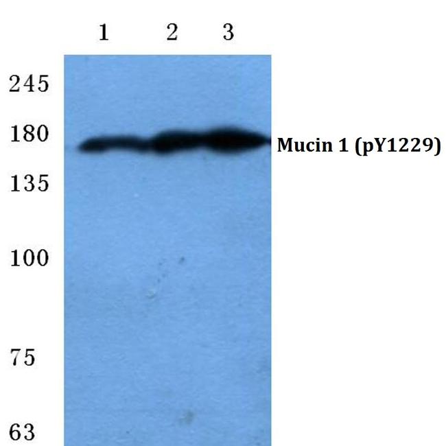 Phospho-MUC1 (Tyr1229) Antibody in Western Blot (WB)