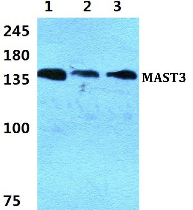 MAST3 Antibody in Western Blot (WB)