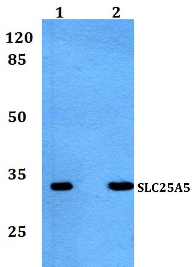 SLC25A5 Antibody in Western Blot (WB)