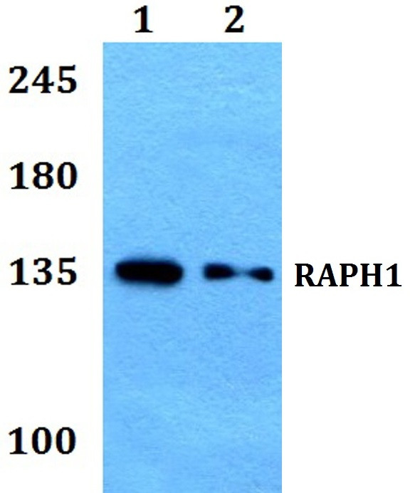 RAPH1 Antibody in Western Blot (WB)