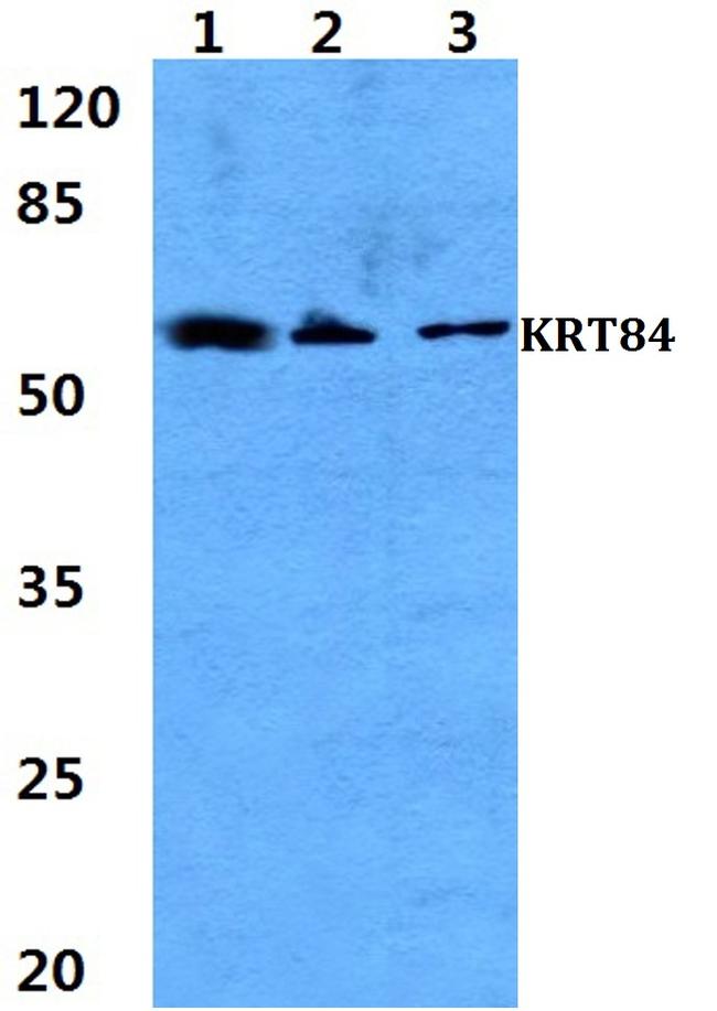 KRT84 Antibody in Western Blot (WB)