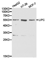 LIPC Antibody in Western Blot (WB)