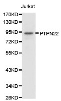 PTPN22 Antibody in Western Blot (WB)
