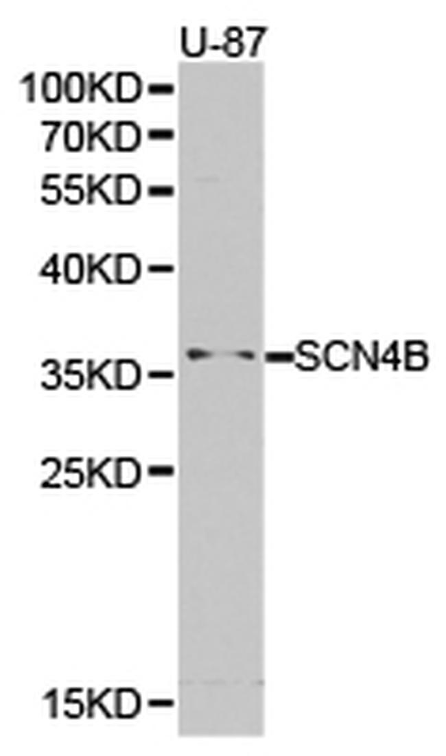 SCN4B Antibody in Western Blot (WB)