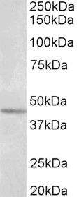 Synaptotagmin 5 Antibody in Western Blot (WB)
