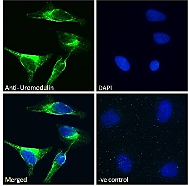 Uromodulin Antibody in Immunocytochemistry (ICC/IF)