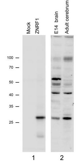 ZNRF1 Antibody in Western Blot (WB)