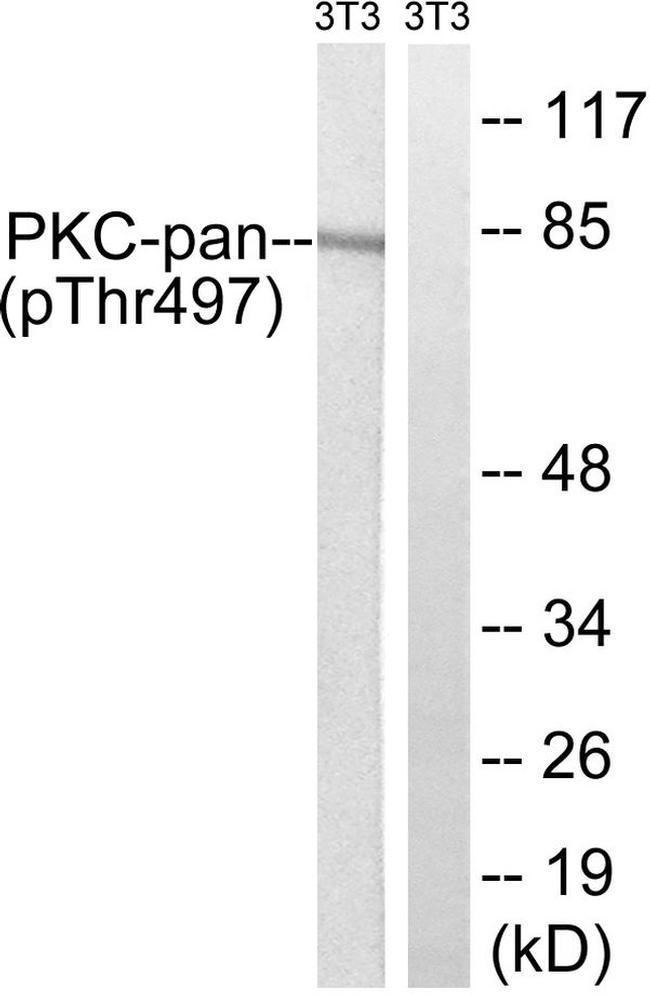 Phospho-PKC Pan (Thr497) Antibody in Western Blot (WB)