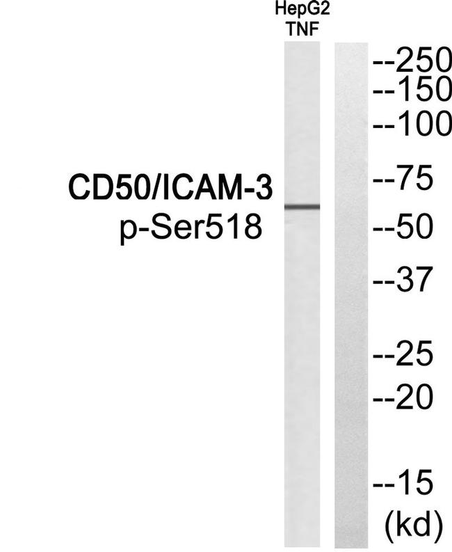 Phospho-ICAM-3 (Ser518) Antibody in Western Blot (WB)