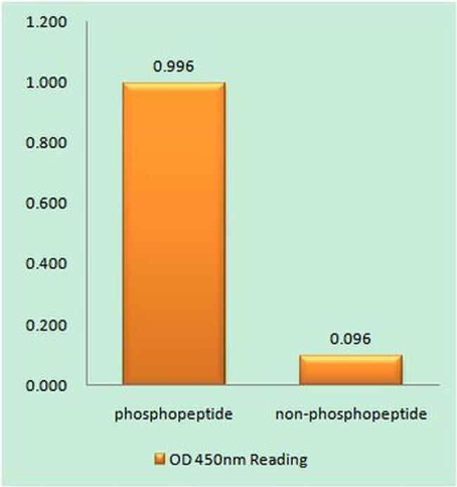 Phospho-Desmin (Ser60) Antibody in peptide-ELISA (pep-ELISA)