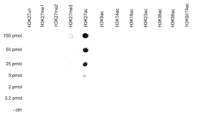 H3K27ac Antibody in Peptide array (ARRAY)