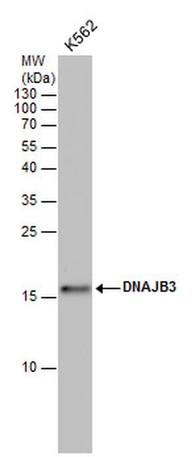 DNAJB3 Antibody in Western Blot (WB)