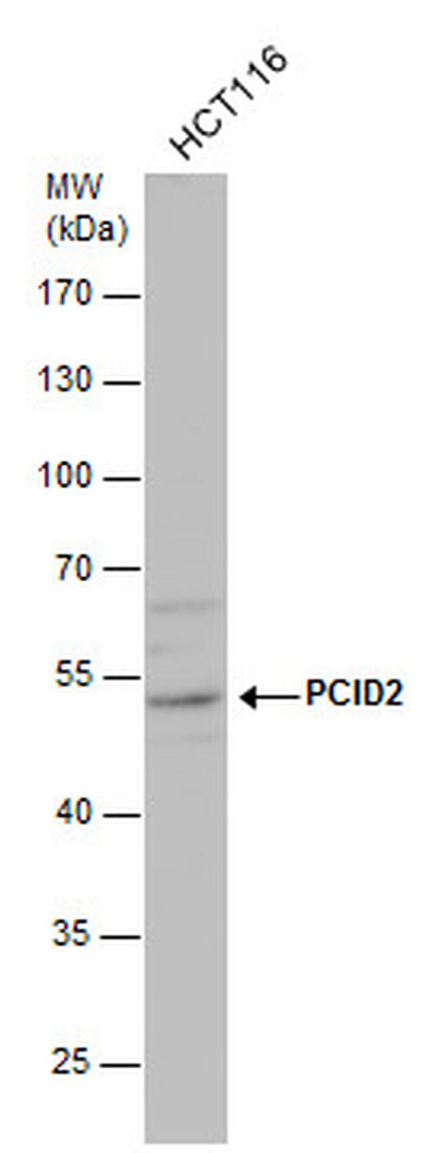 PCID2 Antibody in Western Blot (WB)