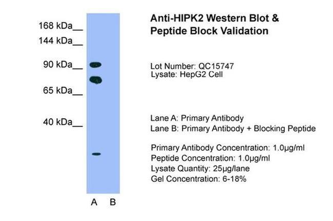 HIPK2 Antibody in Western Blot (WB)