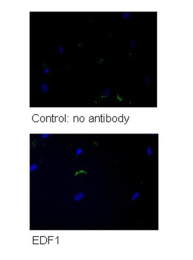 EDF1 Antibody in Immunocytochemistry (ICC/IF)