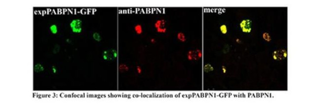 PABPN1 Antibody in Immunocytochemistry (ICC/IF)