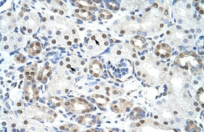 LSM2 Antibody in Immunohistochemistry (Paraffin) (IHC (P))