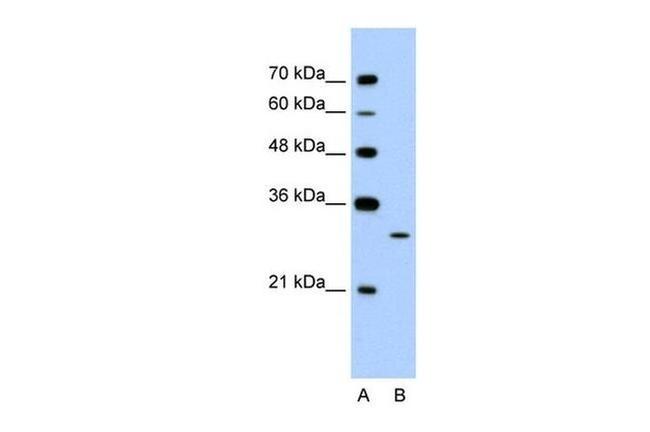 EGFL8 Antibody in Western Blot (WB)